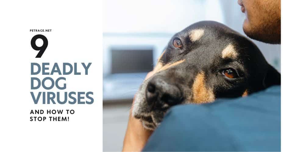 9 deadly dog viruses and how to stop them petrage