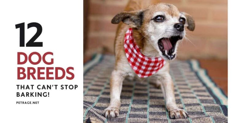 the top 12 dog breeds that can’t stop barking and how to manage it petrage