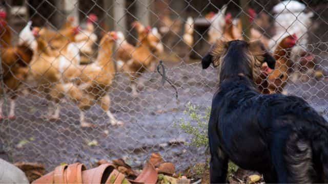 dog and chickens topper