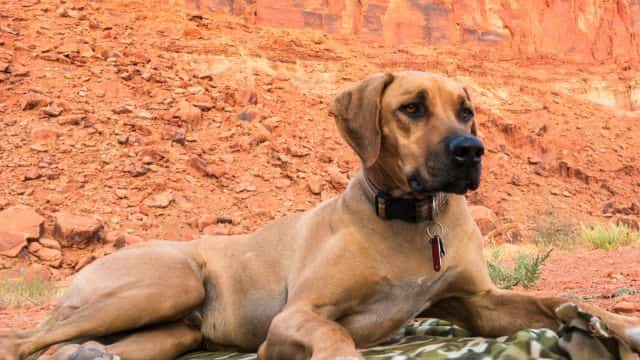 dog desert topper
