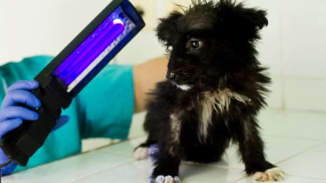 ringworm puppy woods lamp topper