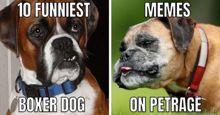 top 10 funniest boxer dog memes on petrage