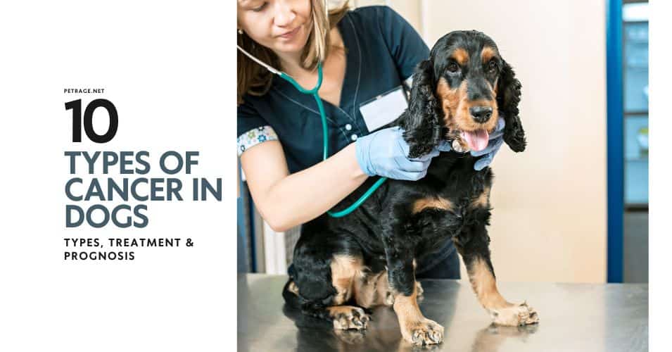 10 common cancers in dogs types treatment & prognosis petrage