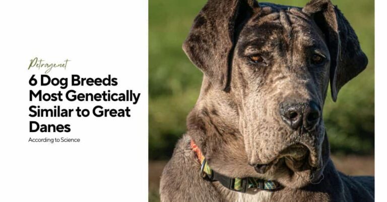 6 dog breeds most genetically similar to great danes according to science petrage