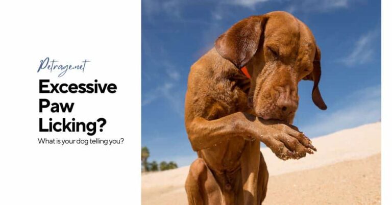 excessive paw licking what your dog's telling you petrage