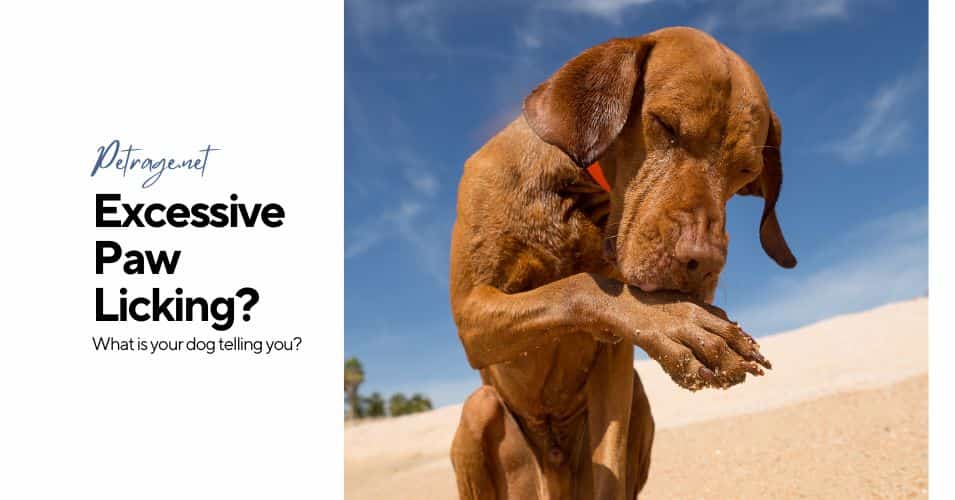 excessive paw licking what your dog's telling you petrage