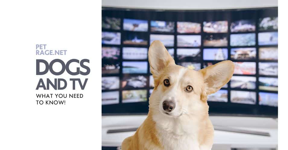 how dogs see tv a fascinating look petrage