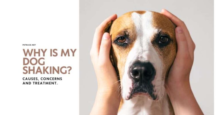 why is my dog shaking find out the causes petrage