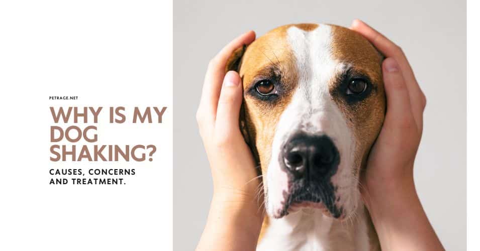 why is my dog shaking find out the causes petrage