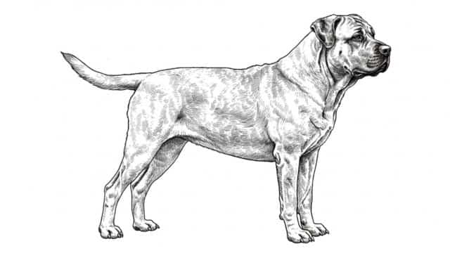 boerboel drawing topper