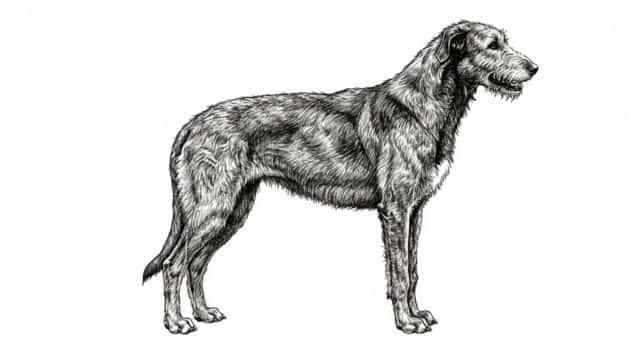 irish wolfhound drawing topper