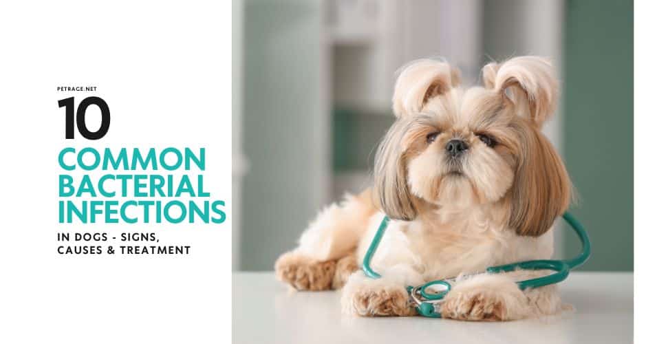 10 common bacterial infections in dogs signs causes & treatment petrage