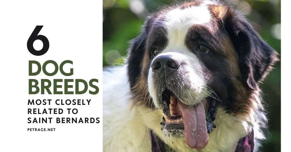 6 dog breeds most closely related to saint bernards dna revealed petrage