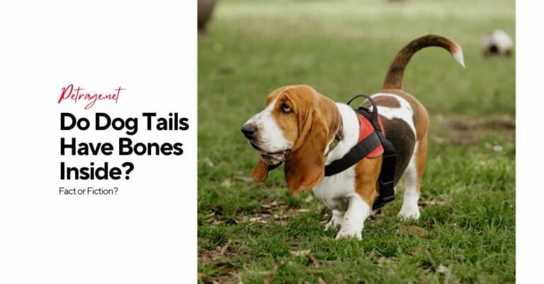 do dog tails have bones inside petrage