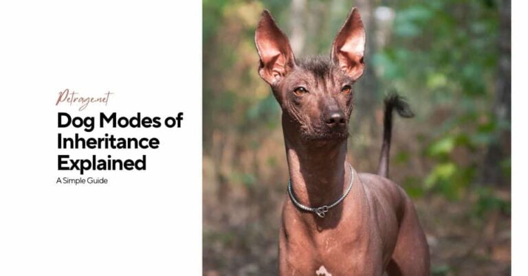 dog modes of inheritance explained petrage