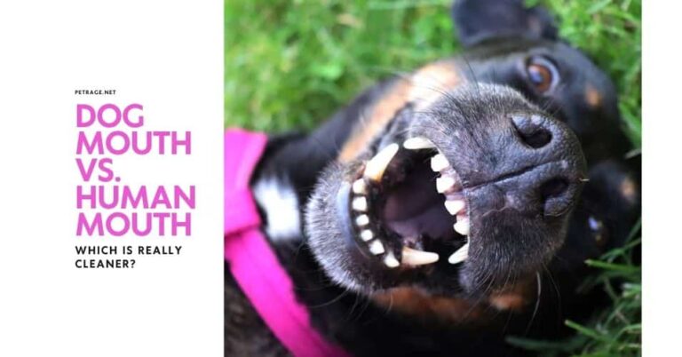 dog mouth vs human mouth which is really cleaner petrage