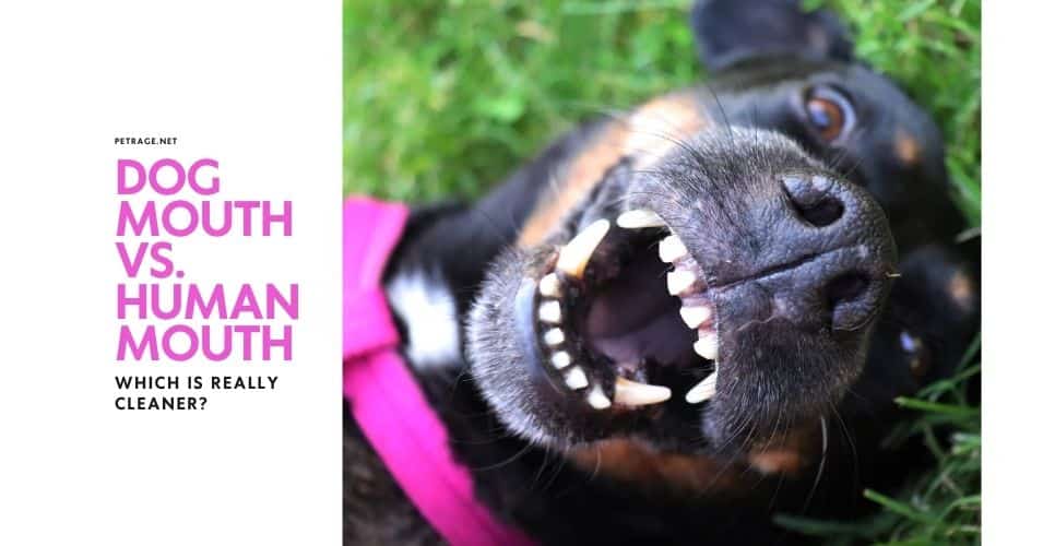 dog mouth vs human mouth which is really cleaner petrage
