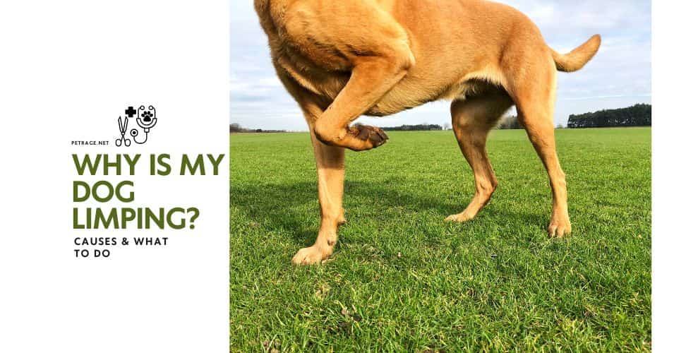 why is my dog limping causes & what to do petrage