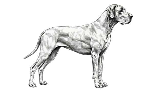 great dane drawing topper (1)