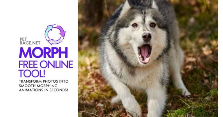 petratge free morph tool create stunning morphs online free petrage