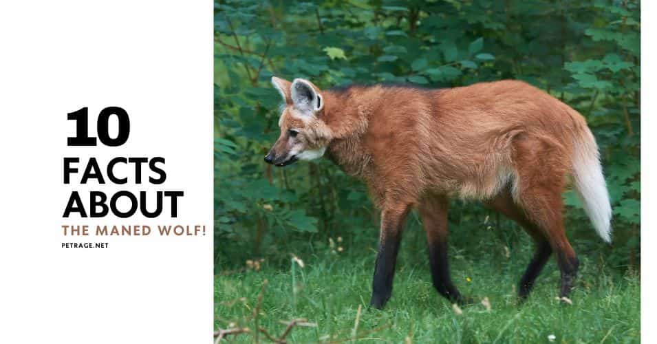 10 crazy facts about the maned wolf petrage