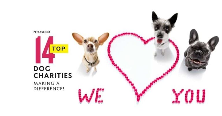 14 top dog charaties making as difference petrage