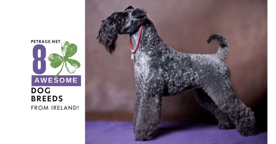8 dog breeds from ireland irish dog breeds petrage
