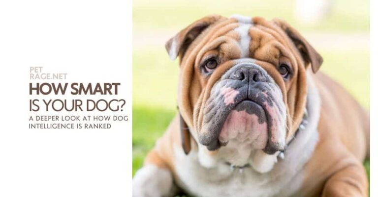beyond obedience a deeper look at how dog intelligence is ranked  petrage