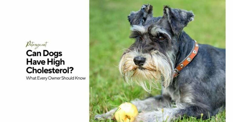 can dogs have high cholesterol what every owner should know petrage (1)
