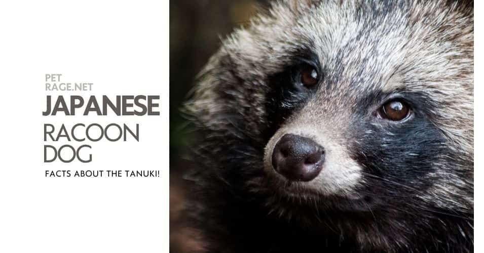 fascinating facts about the tanuki japan's raccoon dog  petrage