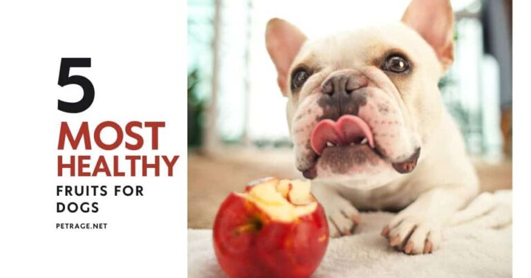 healthy dog treats 5 nutritious fruits your pup will love petrage
