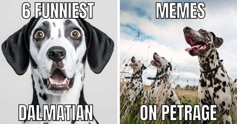 6 funniest dalmatian dog memes on petrage
