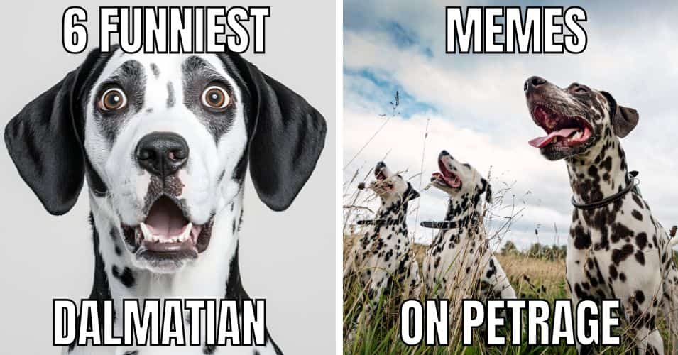 6 funniest dalmatian dog memes on petrage