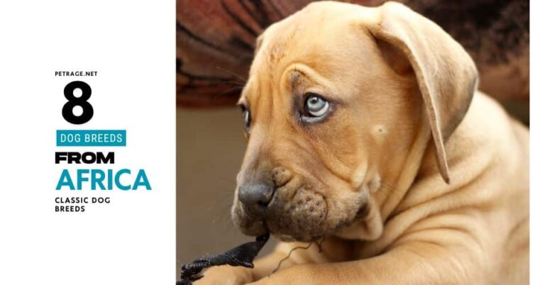 discover 8 african dog breeds from south african guardians to desert sighthounds petrage