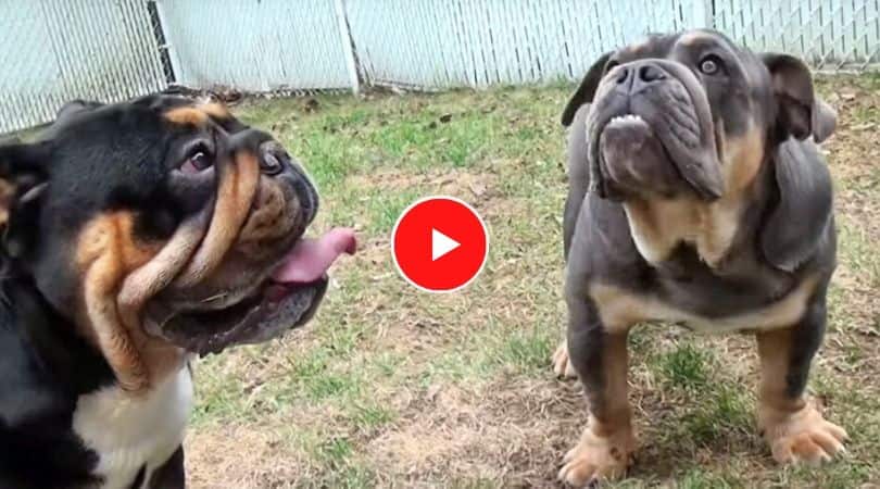 english bulldog puppy & big daddy video