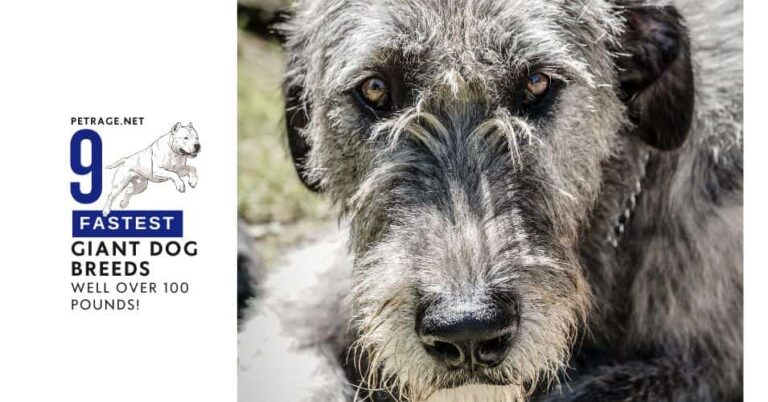 the giants of speed ranking the 9 fastest giant dog breeds over 100 pounds petrage