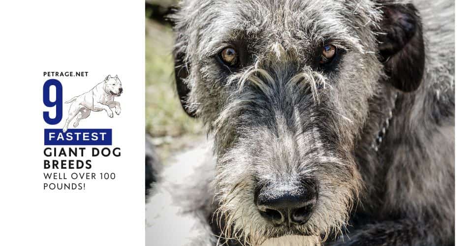 the giants of speed ranking the 9 fastest giant dog breeds over 100 pounds petrage