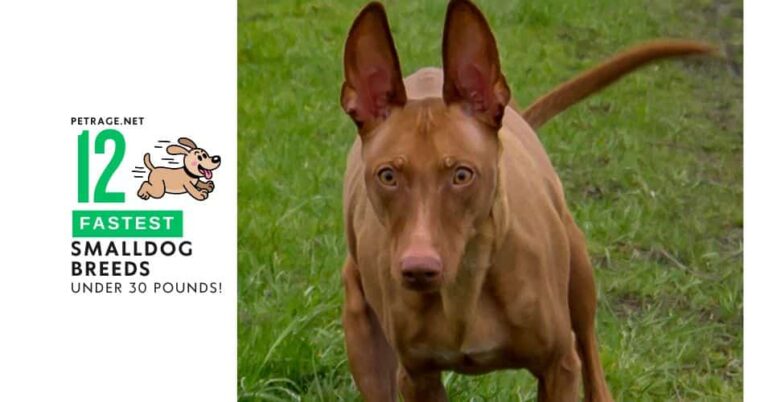 top 10 fastest small dog breeds under 30 pounds petrage