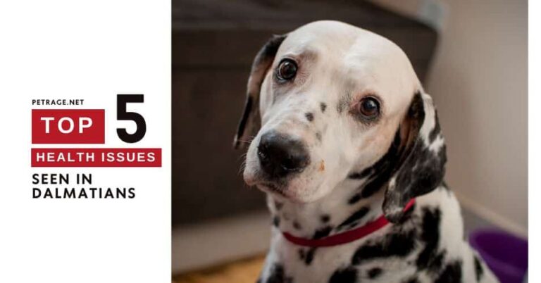 top 5 health conditions in dalmatians a data driven guide petrage