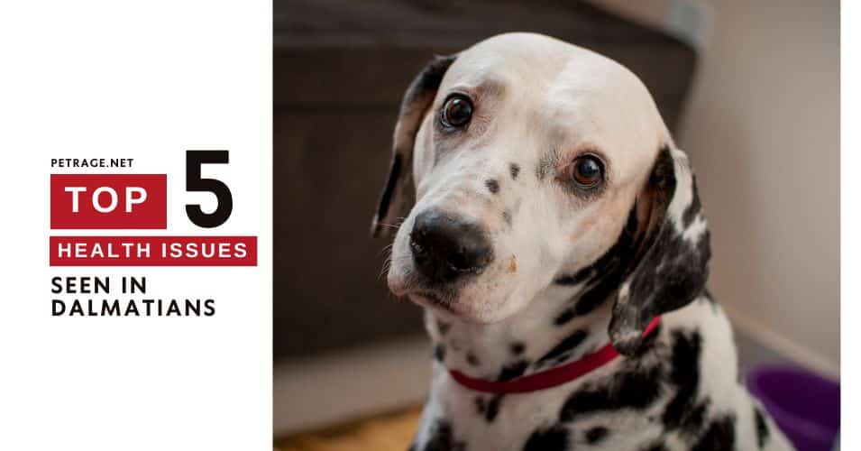 top 5 health conditions in dalmatians a data driven guide petrage