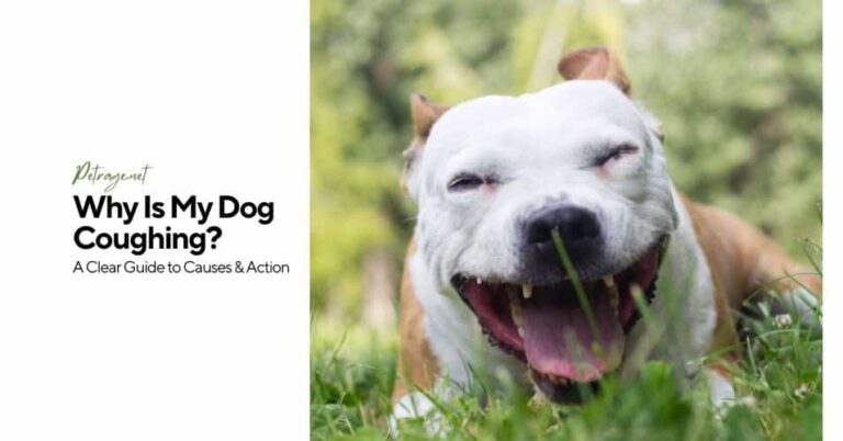 why is my dog coughing a clear guide to causes & action petrage