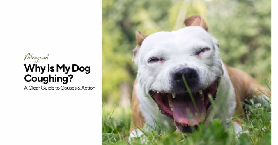 why is my dog coughing a clear guide to causes & action petrage
