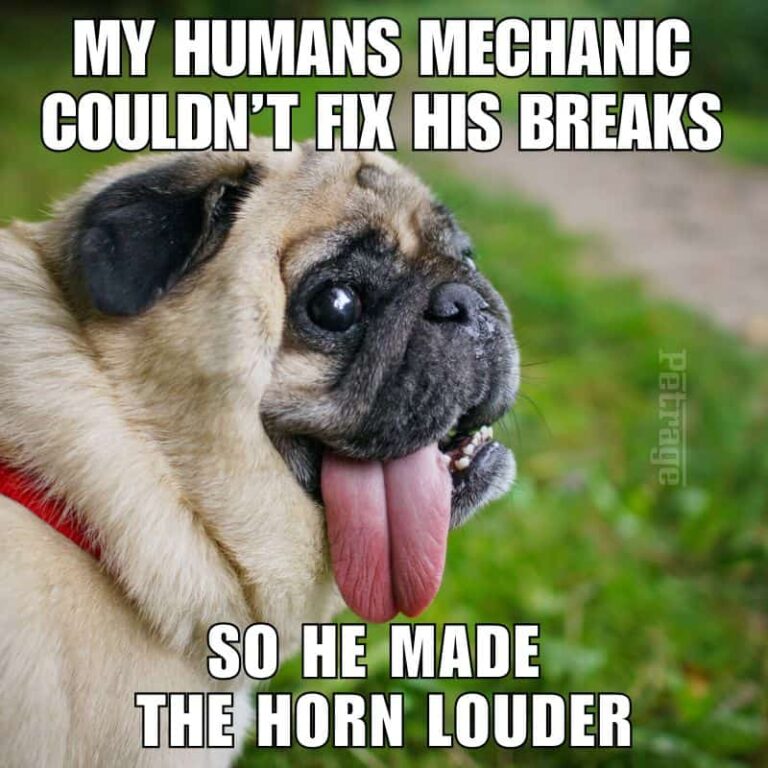 pug broken breaks and the horn meme petrage