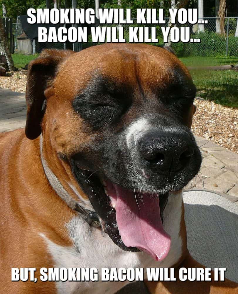 smoking bacon boxer dog meme petrage