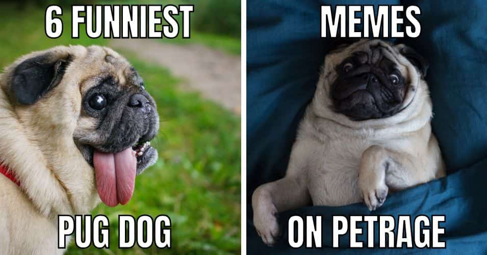 top 10 funniest pug dog memes on petrage