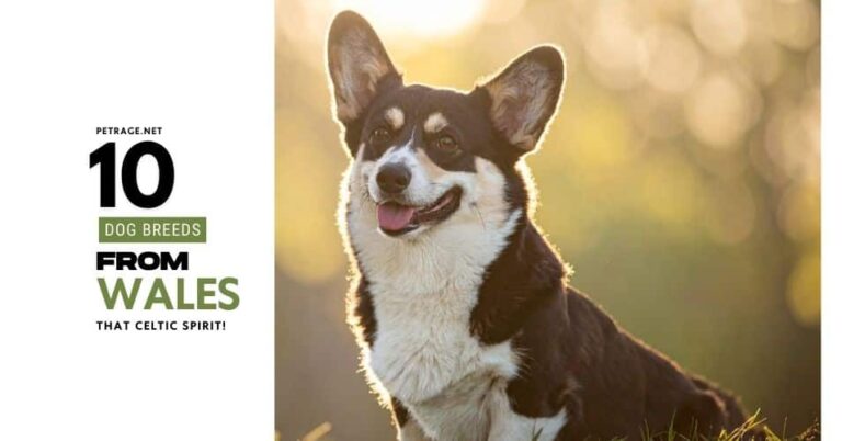 10 dog breeds from wales petrage