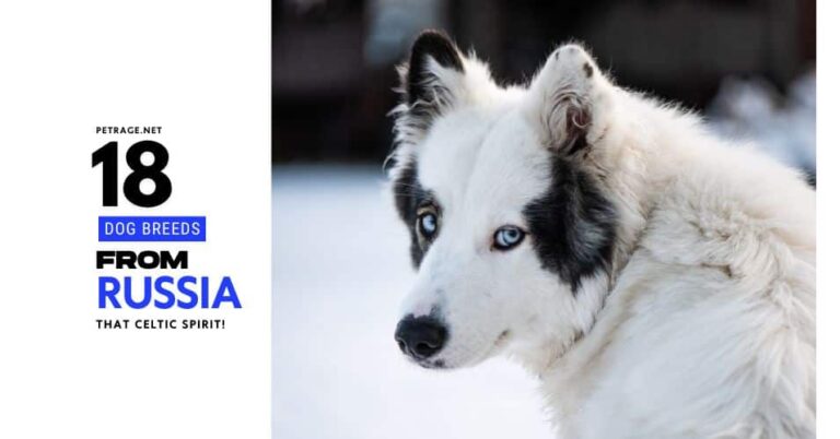 18 russian dog breeds discover samoyeds huskies borzoi & more petrage