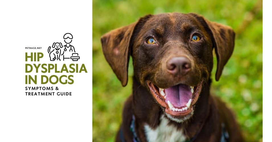 hip dysplasia in dogs symptoms & treatment guide petrage
