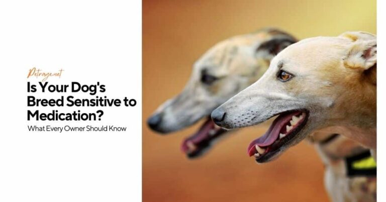 is your dog's breed sensitive to medication what every owner should know petrage