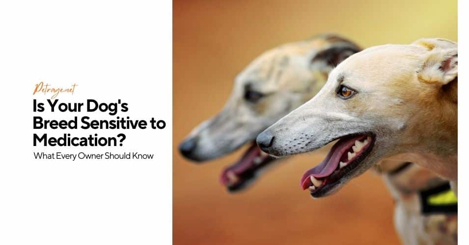 is your dog's breed sensitive to medication what every owner should know petrage